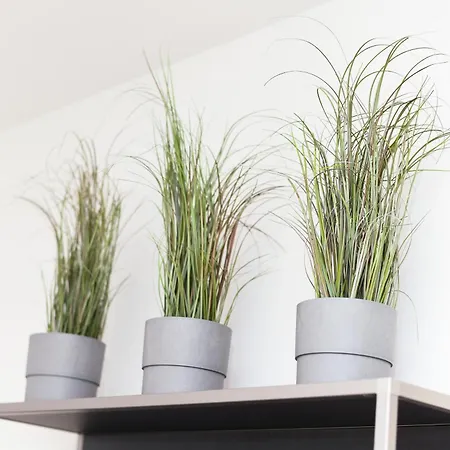 Nyaraló Duenenperle