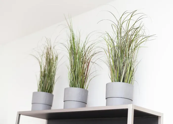 Nyaraló Duenenperle